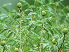 化香树叶的功效与作用，化香树叶的图片，化香树叶用法及注意事项