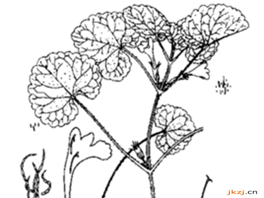 大花活血丹