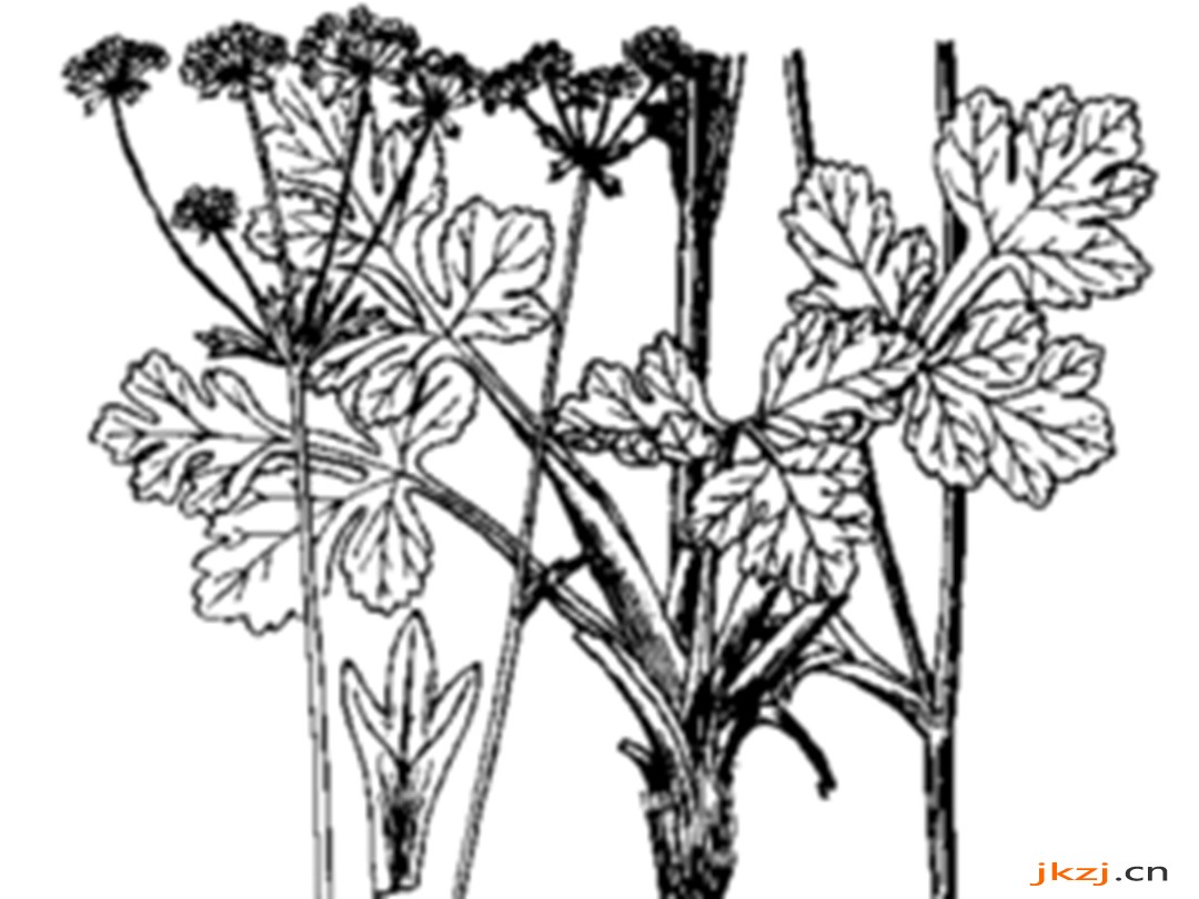 拟囊果芹