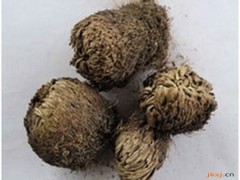 卷柏的功效与作用，卷柏的图片，卷柏用法及注意事项