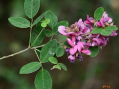 美丽胡枝子花的功效与作用，美丽胡枝子花的图片，美丽胡枝子花用法及注意事项