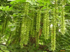麻柳叶的功效与作用，麻柳叶的图片，麻柳叶用法及注意事项