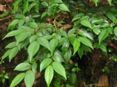 连蕊茶的功效与作用，连蕊茶的图片，连蕊茶用法及注意事项