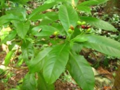 萝芙木茎叶的功效与作用，萝芙木茎叶的图片，萝芙木茎叶用法及注意事项