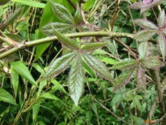 红毛五加皮的功效与作用，红毛五加皮的图片，红毛五加皮用法及注意事项