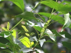 红叶树子的功效与作用，红叶树子的图片，红叶树子用法及注意事项