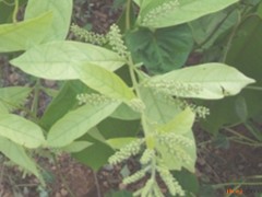 华风车子的功效与作用，华风车子的图片，华风车子用法及注意事项