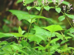 峨眉黄芩的功效与作用，峨眉黄芩的图片，峨眉黄芩用法及注意事项