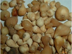 丽江山慈菇的功效与作用，丽江山慈菇的图片，丽江山慈菇用法及注意事项