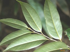 多穗石柯茎的功效与作用，多穗石柯茎的图片，多穗石柯茎用法及注意事项