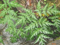 峨参叶的功效与作用，峨参叶的图片，峨参叶用法及注意事项