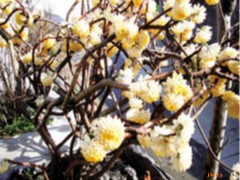 梦花根的功效与作用，梦花根的图片，梦花根用法及注意事项
