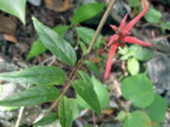茎花来江藤的功效与作用，茎花来江藤的图片，茎花来江藤用法及注意事项