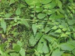 峨眉香料的功效与作用，峨眉香料的图片，峨眉香料用法及注意事项