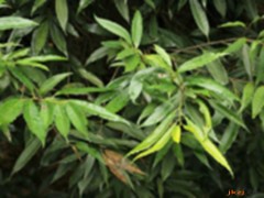 栲栗叶的功效与作用，栲栗叶的图片，栲栗叶用法及注意事项