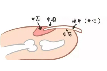 皮肤科